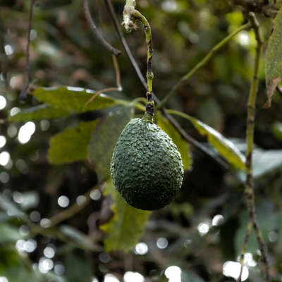 🥑 Avocatier