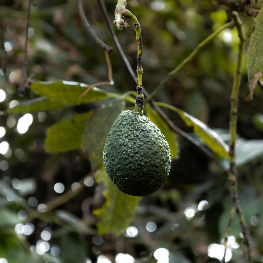 🥑 Avocatier