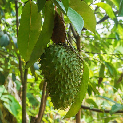 🌿 Corossolier