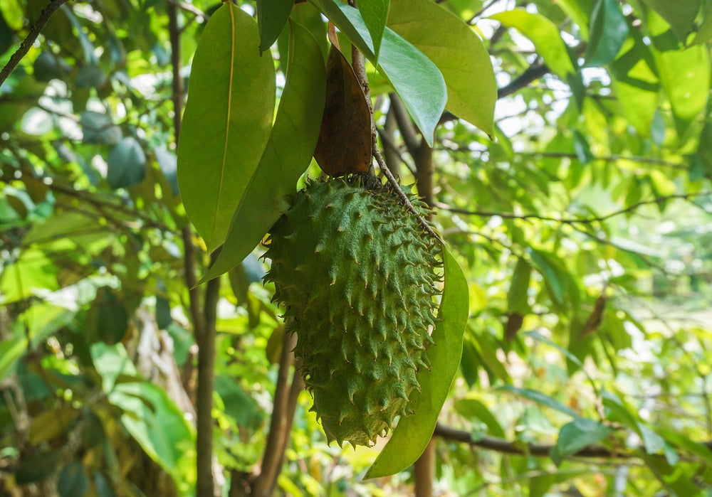 🌿 Corossolier
