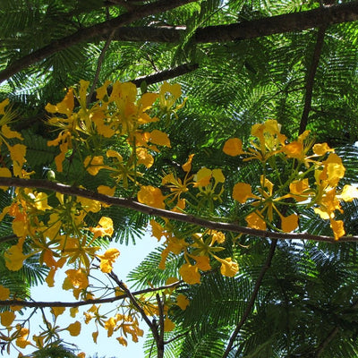 🌳 Flamboyant Jaune