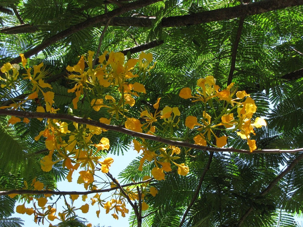 🌳 Flamboyant Jaune