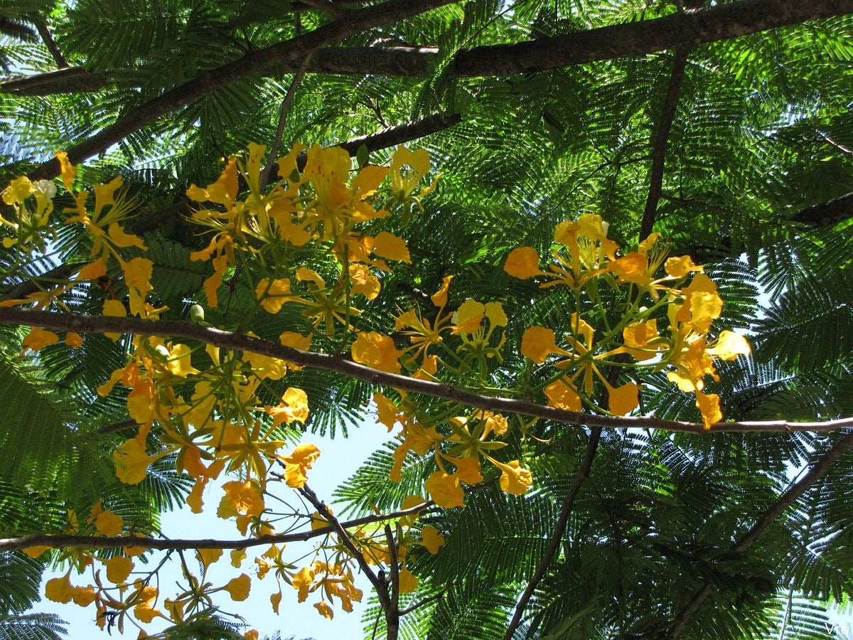 🌳 Flamboyant Jaune