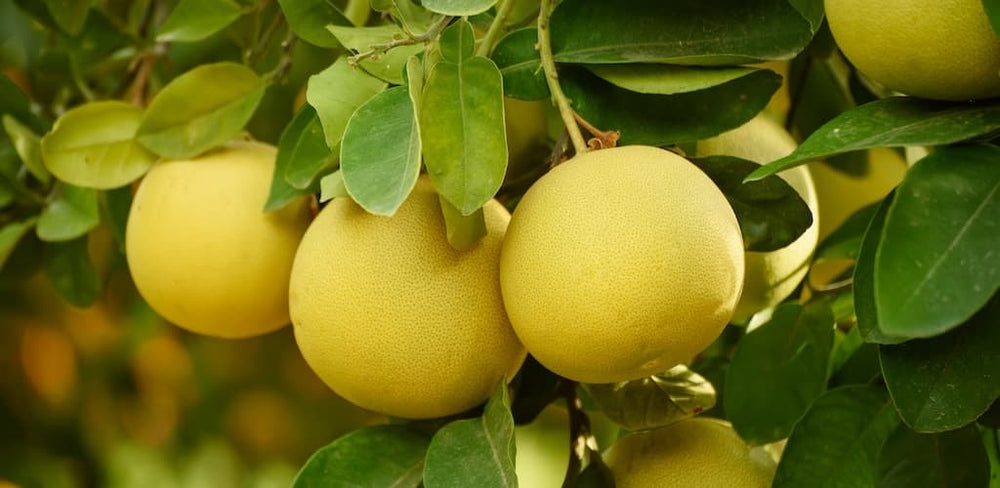 🍊 Pamplemoussier