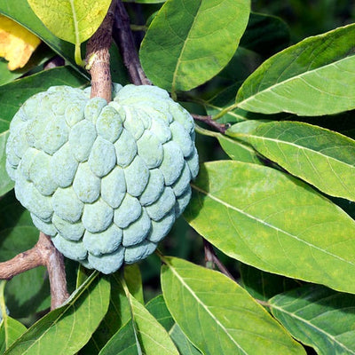 🍏 Pommier Cannelle