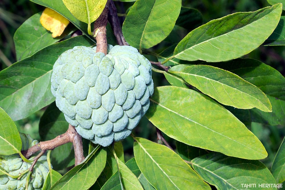 🍏 Pommier Cannelle