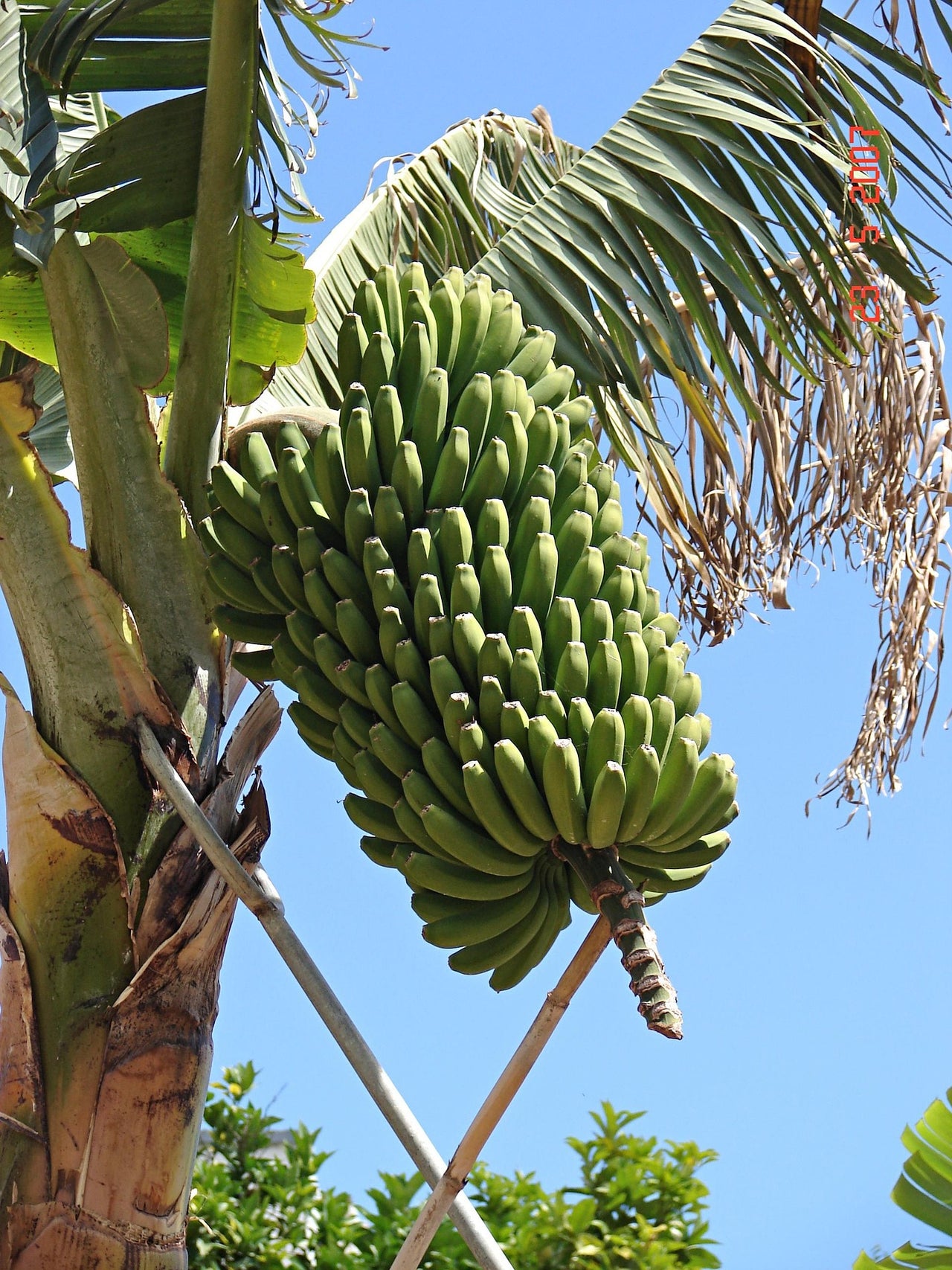 🍌 🌴 Bananier