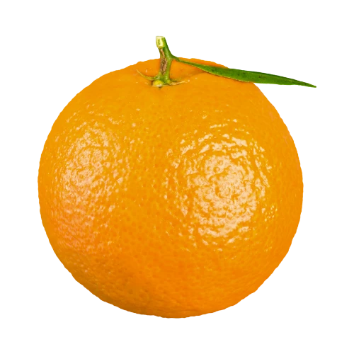 Fruit