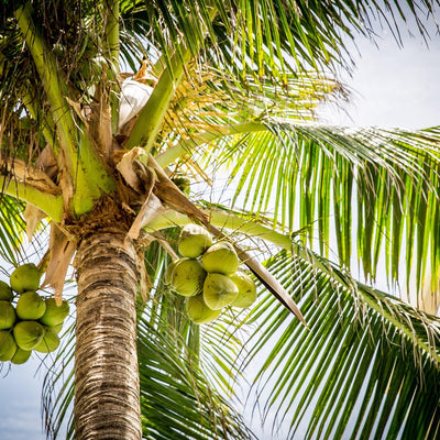 🥥 Cocotier
