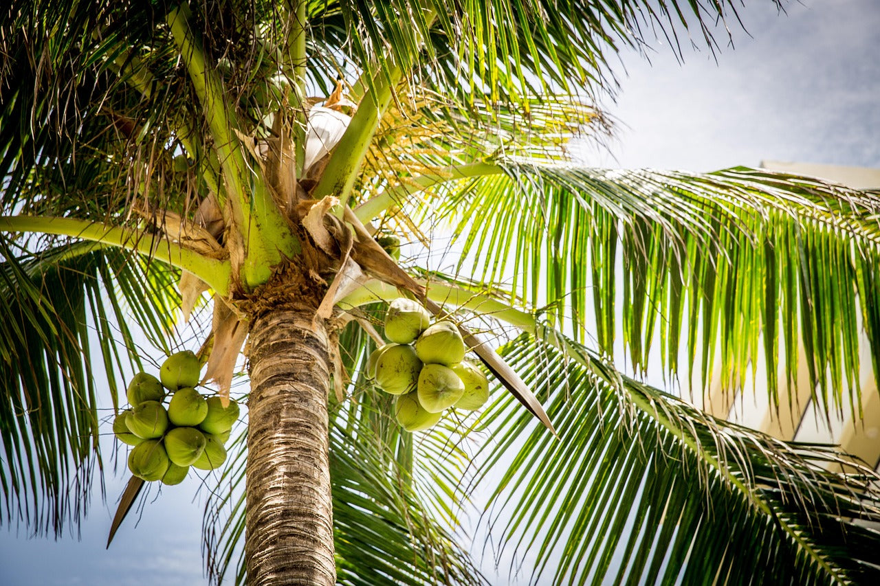 🥥 Cocotier