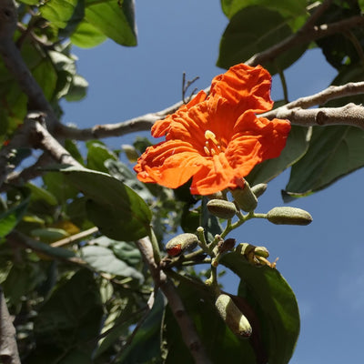 🌳 Cordia