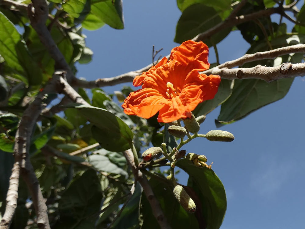 🌳 Cordia