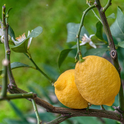 🍋 Citronnier