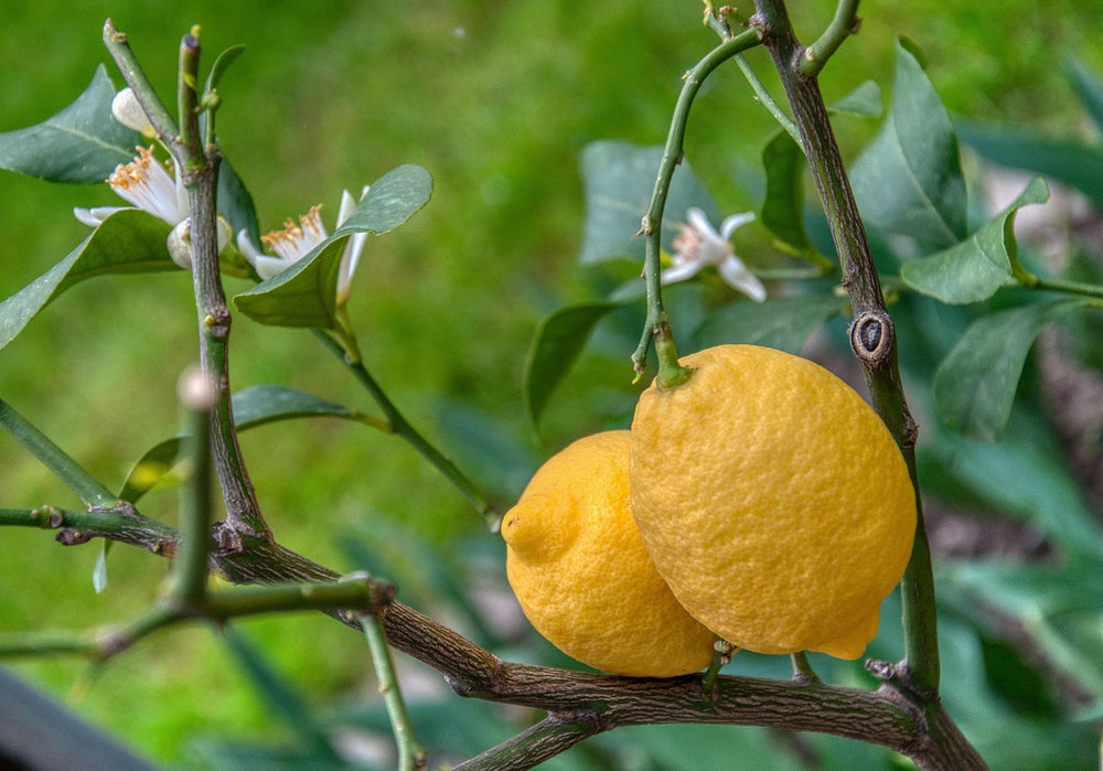 🍋 Citronnier