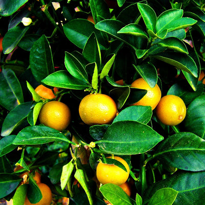 🍊 Mandarinier