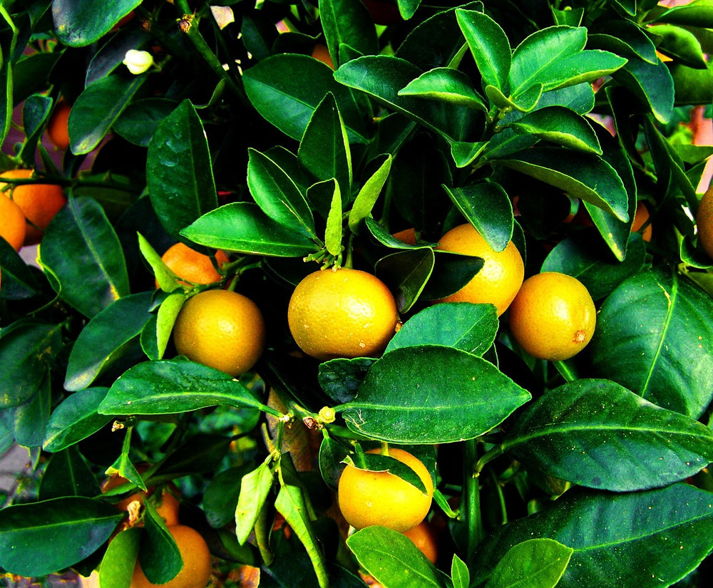 🍊 Mandarinier