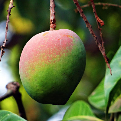 🥭 Manguier