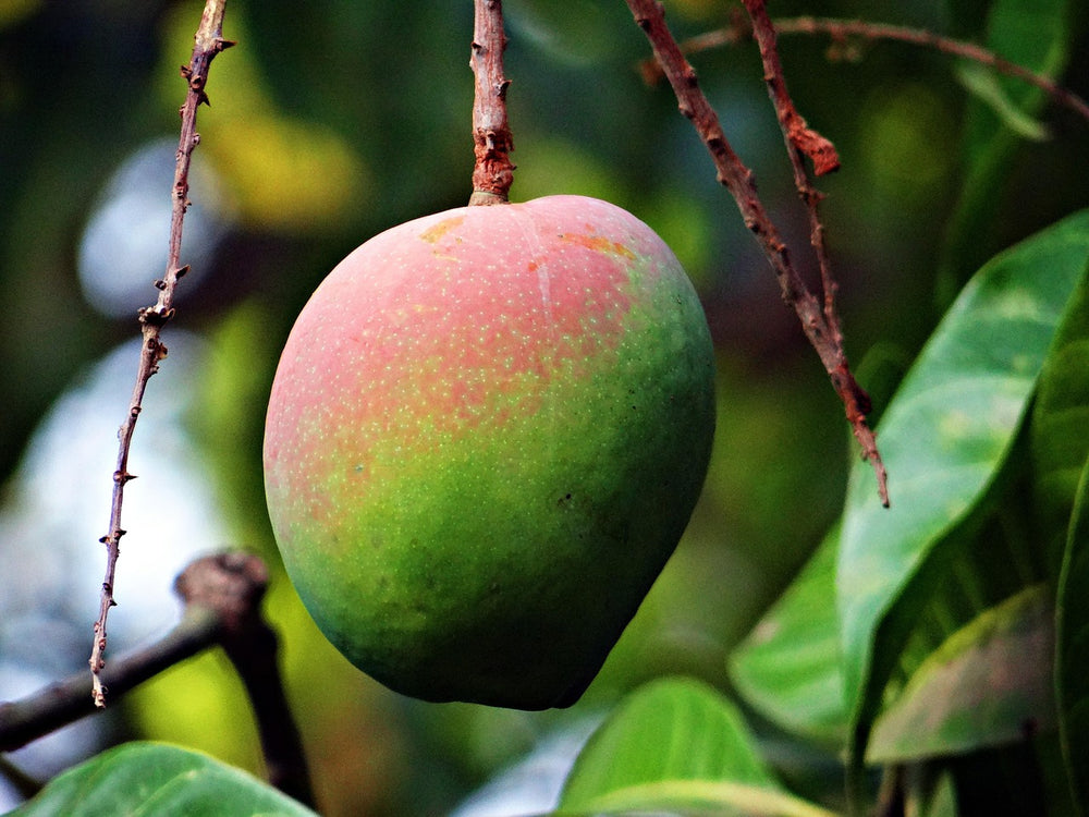 🥭 Manguier