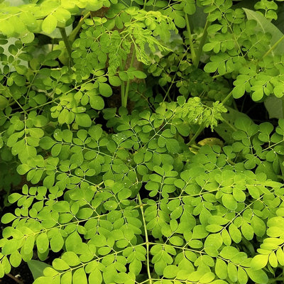 🌳 Moringa "Nébéday"