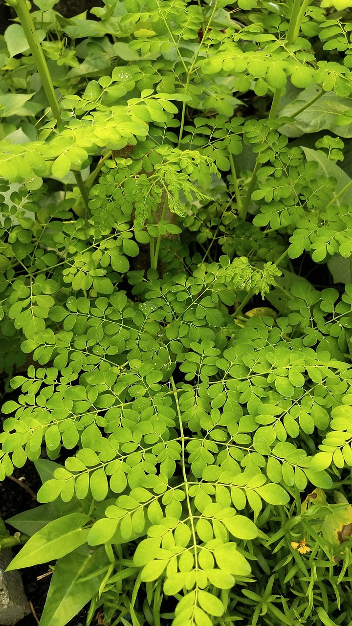 🌳 Moringa 