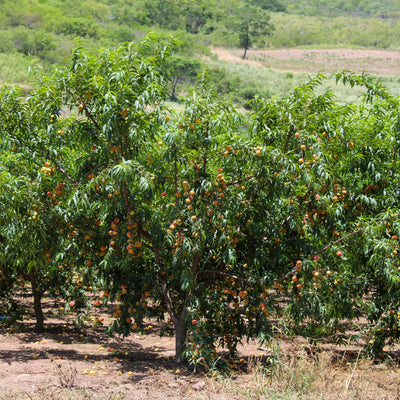 MyFrutoPack - Jardin tropical (25 arbres au choix)