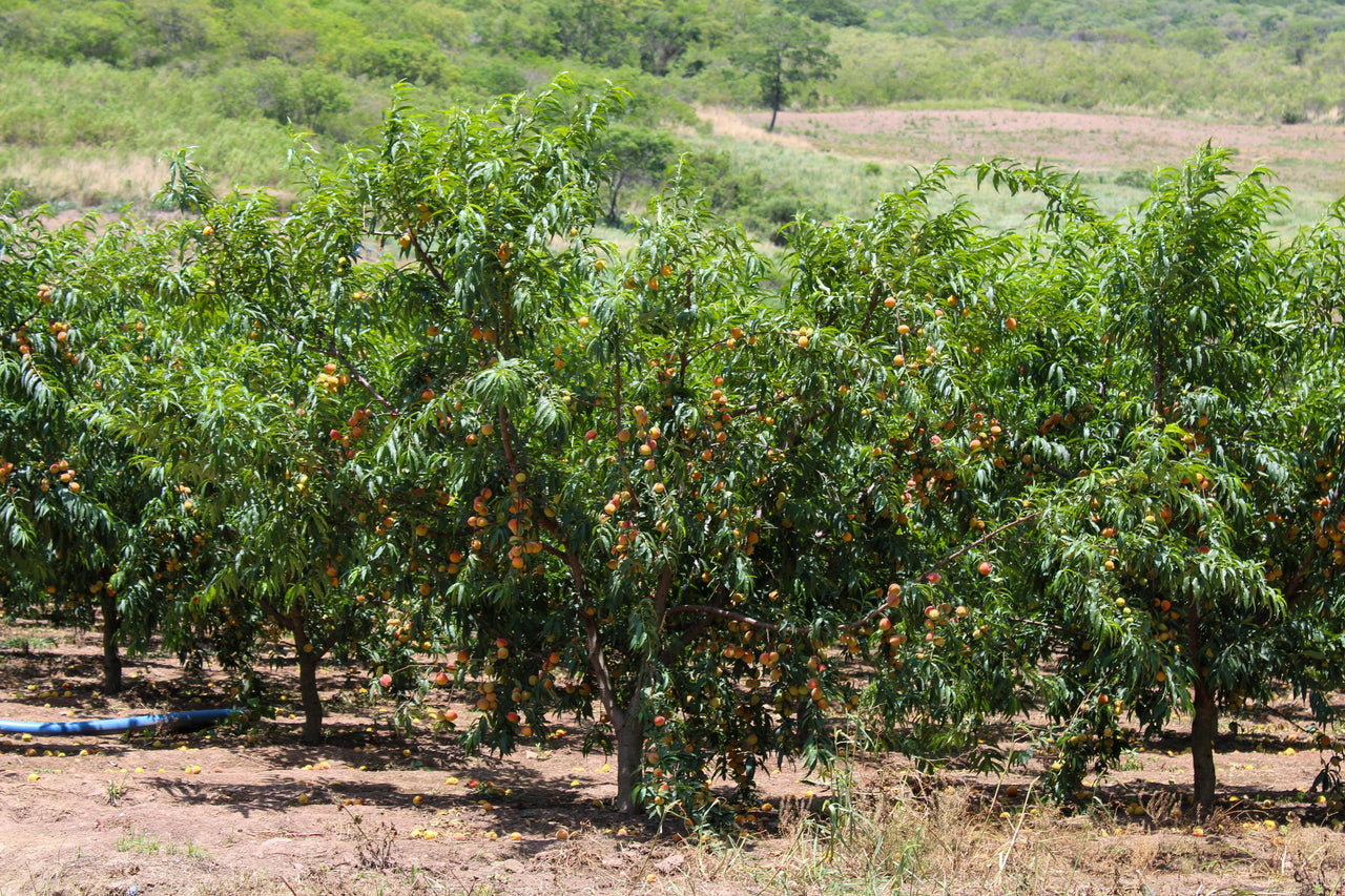 MyFrutoPack - Jardin tropical (25 arbres au choix)