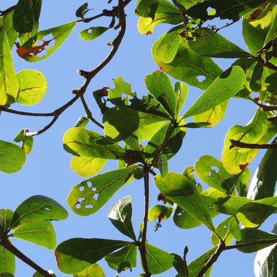 🌳 Terminalia Mantaly