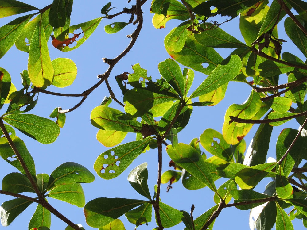 🌳 Terminalia Mantaly