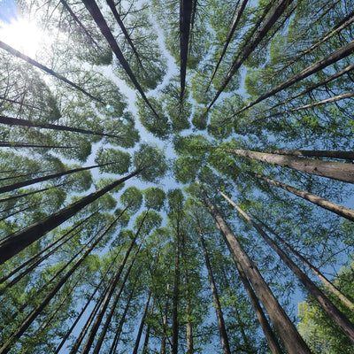 MyFrutoPack XXL - 100 Arbres !