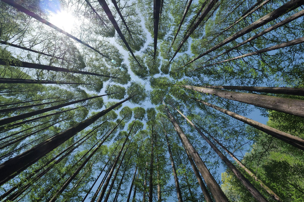 MyFrutoPack XXL - 100 Arbres !