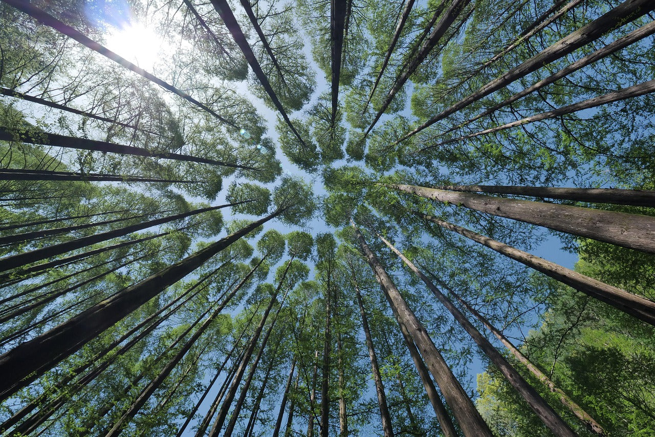 MyFrutoPack XXL - 100 Arbres !