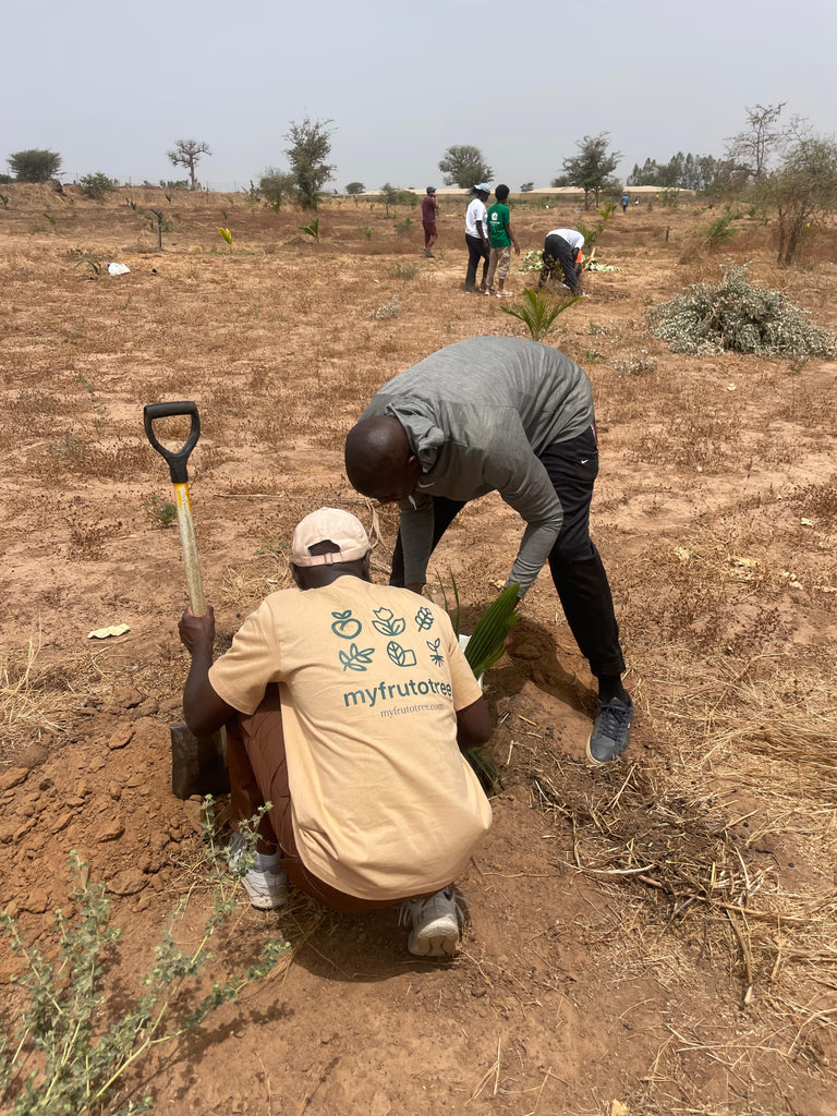 Tree planting process step 2
