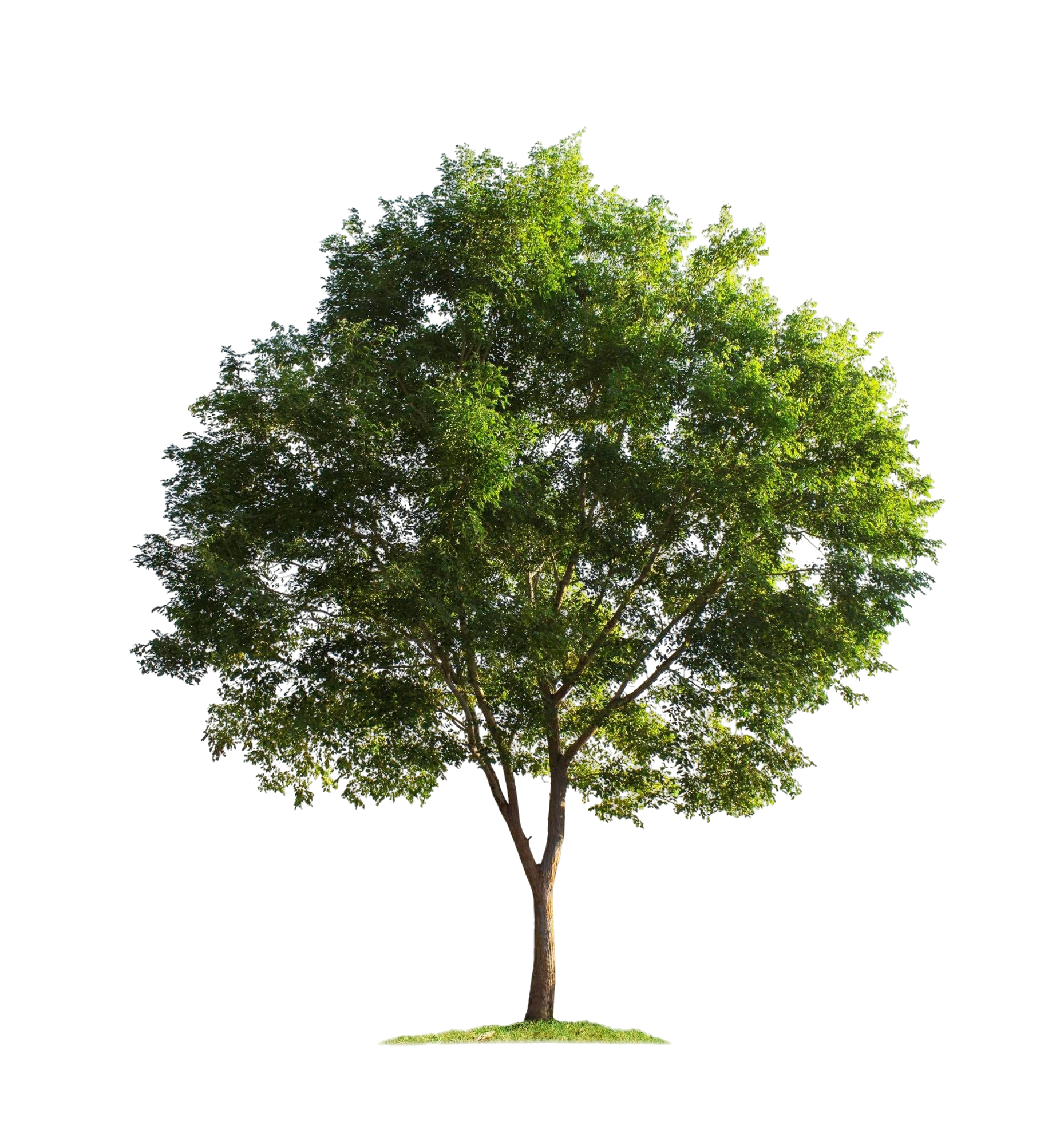 Tree illustration