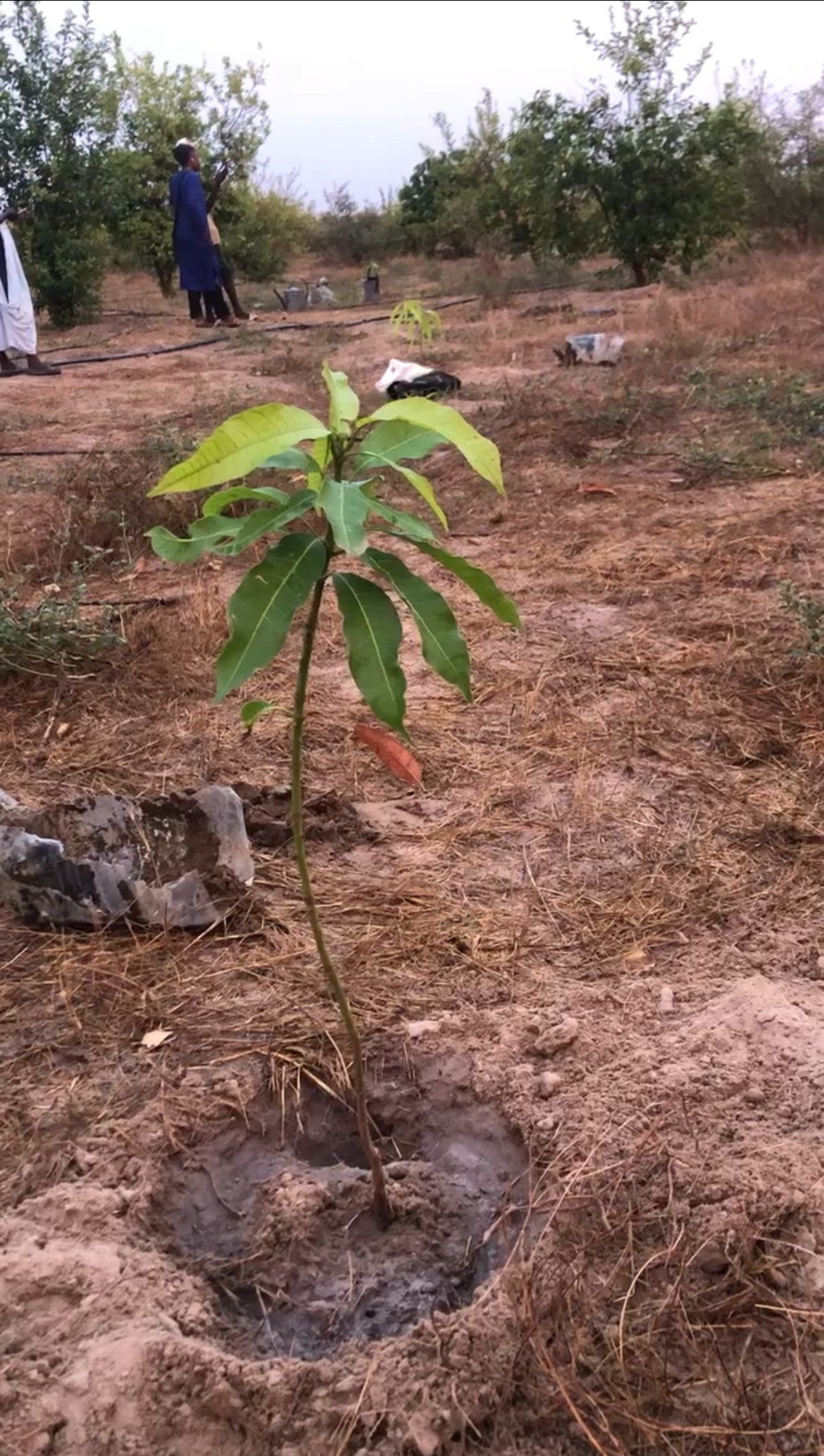 Tree saving lives