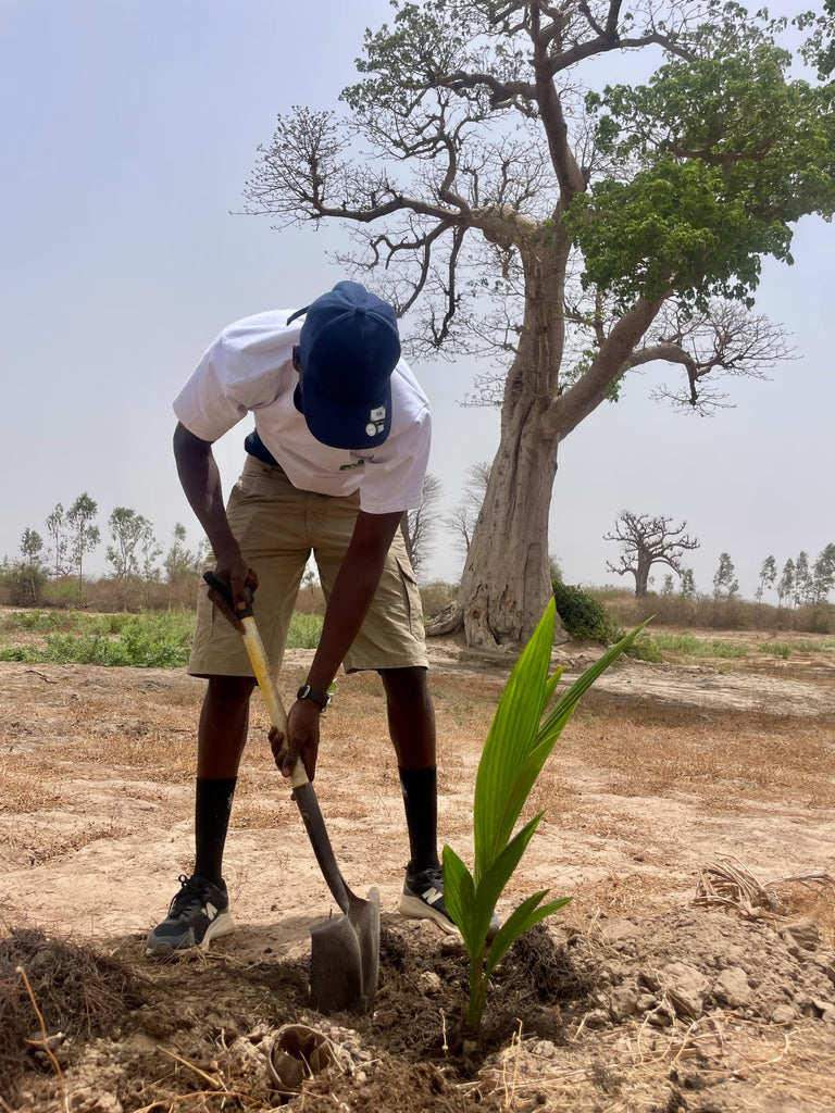 Tree planting process step 1